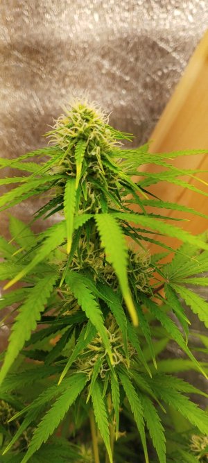 1000020863.jpg 1000020863.jpg