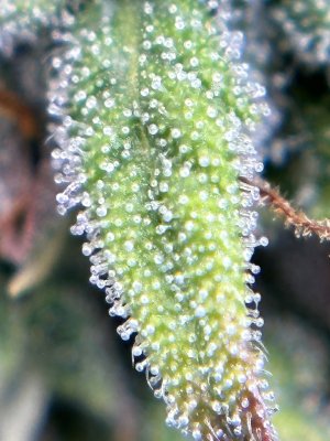 IMG_5037.jpeg IMG_5037.jpeg