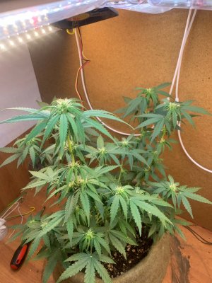 IMG_9838.jpeg IMG_9838.jpeg