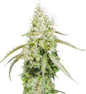 1722872459724.png 1722872459724.png