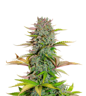 1722947087958.png 1722947087958.png