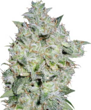 1722958964896.png 1722958964896.png