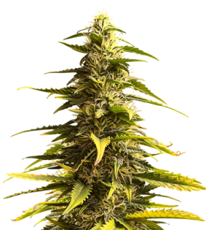 1723036477336.png 1723036477336.png