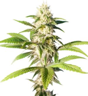 1723048043124.png 1723048043124.png