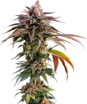 1723048126894.png 1723048126894.png