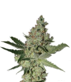 1723104852848.png 1723104852848.png