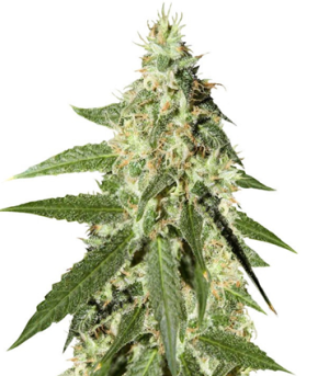 1723104862274.png 1723104862274.png