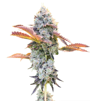 1723210342469.png 1723210342469.png