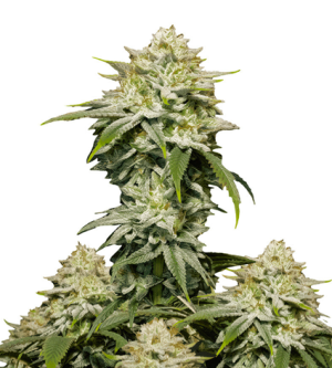 1723210347223.png 1723210347223.png