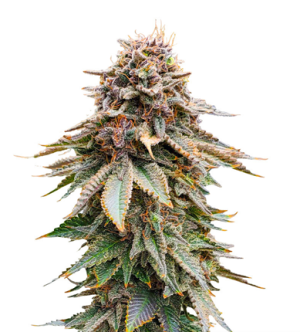 1723210359120.png 1723210359120.png