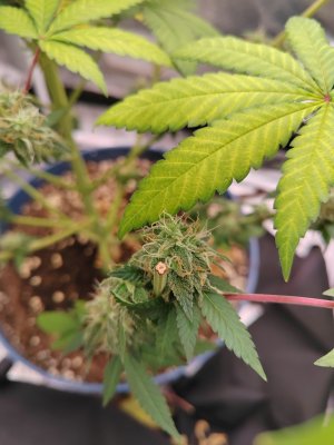 1000006577.jpg 1000006577.jpg