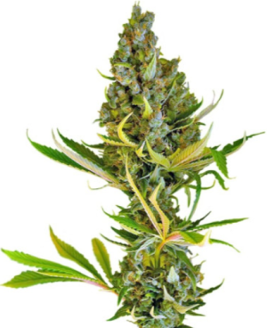 1723287797715.png 1723287797715.png