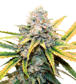 1723740826395.png 1723740826395.png