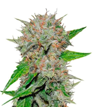 1723793845854.png 1723793845854.png