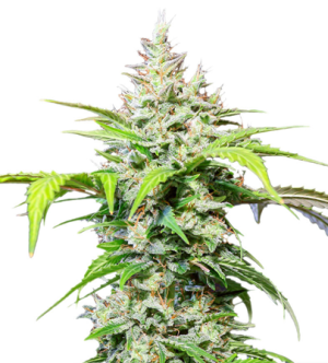 1723802073146.png 1723802073146.png