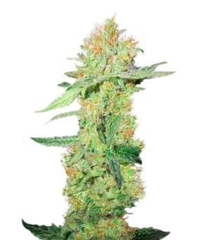 1723802182776.png 1723802182776.png