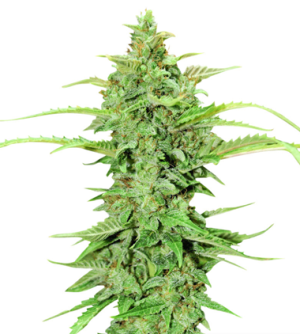 1723802193534.png 1723802193534.png