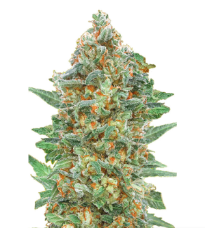 1723802198082.png 1723802198082.png