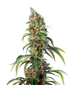 1723802202343.png 1723802202343.png