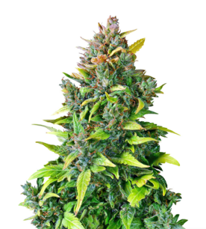 1723802206325.png 1723802206325.png