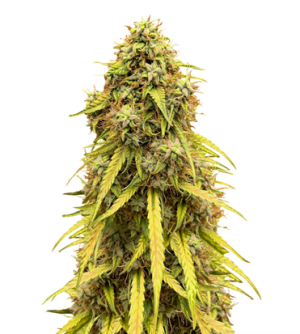 1723802211436.png 1723802211436.png