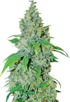 shiskaberry.png shiskaberry.png