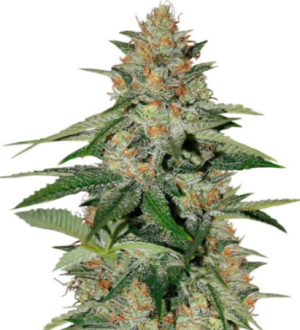 1723897383652.png 1723897383652.png