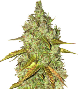 1723898135638.png 1723898135638.png