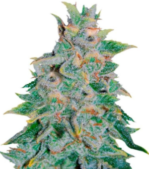 1723901177292.png 1723901177292.png