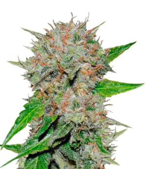 1723976908401.png 1723976908401.png