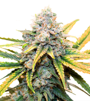 1723988081921.png 1723988081921.png