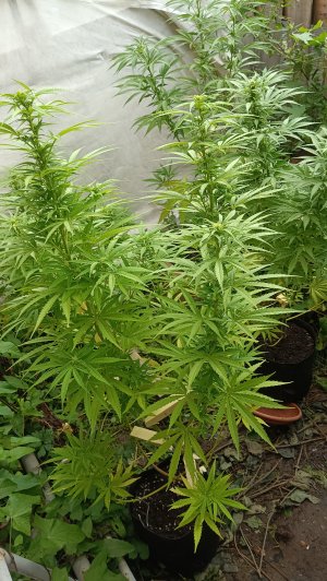 IMG_20240821_100851 (1).jpg