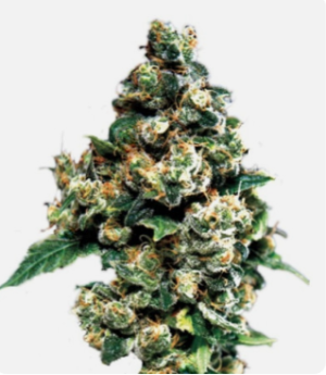 1724238583614.png 1724238583614.png