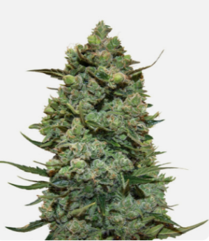 1724238632309.png 1724238632309.png