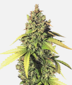 1724238660802.png 1724238660802.png