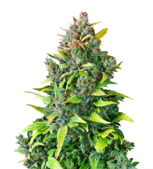 1724253464919.png 1724253464919.png