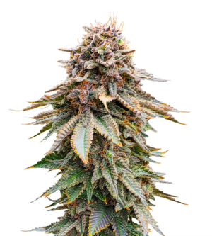 1724324651184.png 1724324651184.png