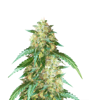 1724325435892.png 1724325435892.png