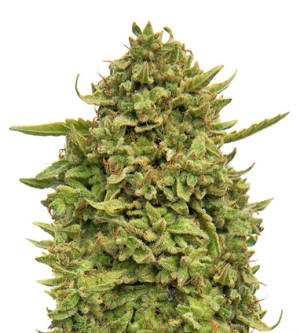 1724325452323.png 1724325452323.png