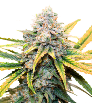 1724344880202.png 1724344880202.png