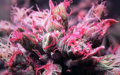 1724346096699.png 1724346096699.png