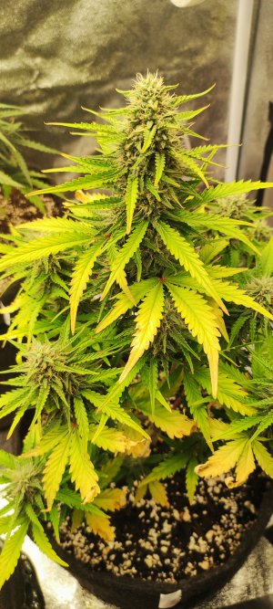 1000007024.jpg 1000007024.jpg