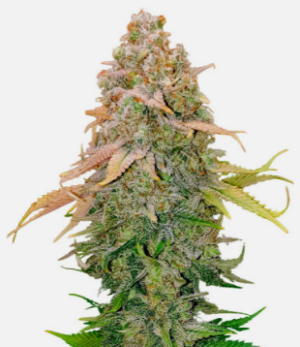 1724429906023.png 1724429906023.png