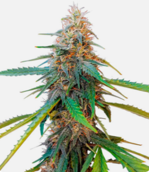 1724429999578.png 1724429999578.png