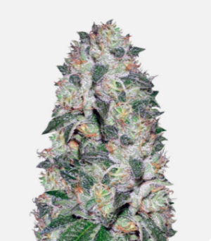 1724430077437.png 1724430077437.png