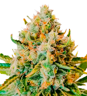 1724767847594.png 1724767847594.png