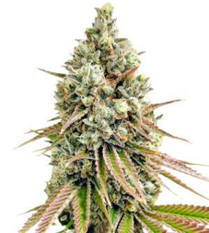 1724843534326.png 1724843534326.png