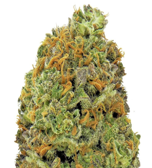 1724843537967.png 1724843537967.png