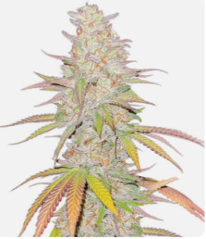 1725030236156.png 1725030236156.png