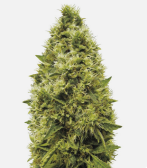 1725030416325.png 1725030416325.png